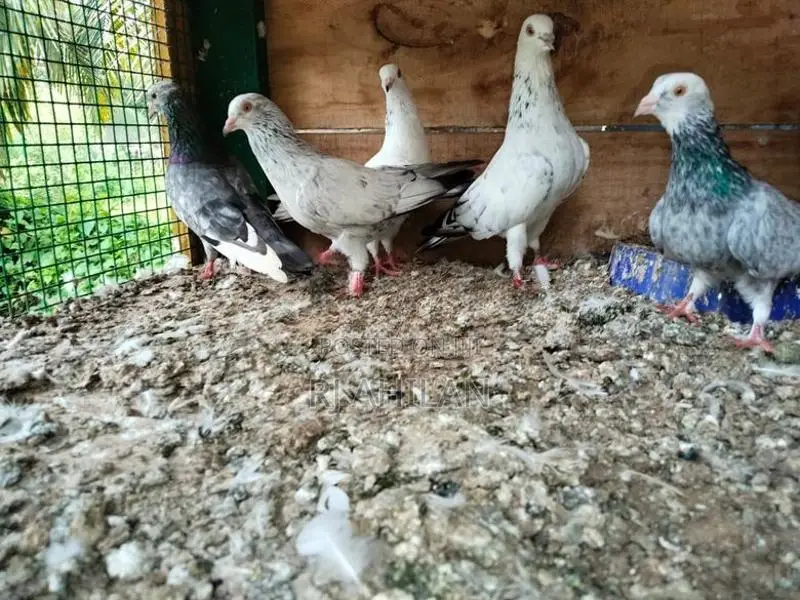 Timing Pigeon