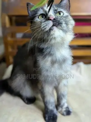 Persian Female Cat