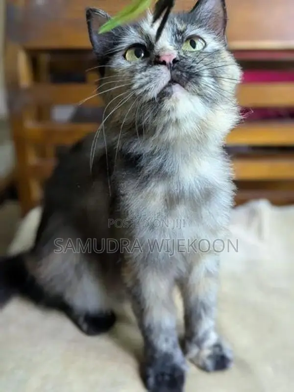 Persian Female Cat