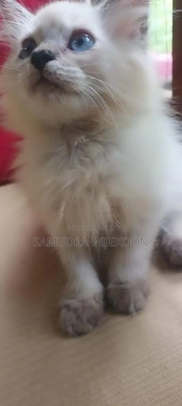 Himalayan Female Kitten