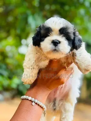 Shitshu Pupies