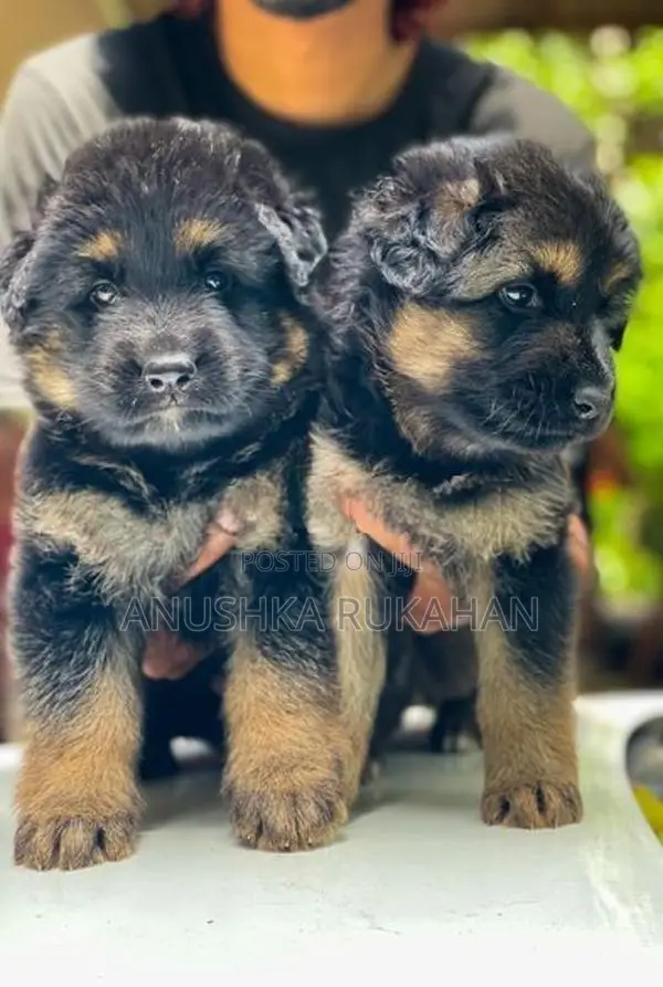 German Shepherd Puppy