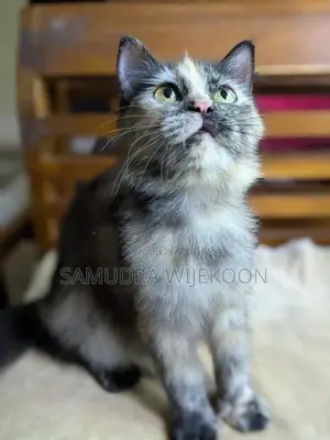 Persian Female Cat