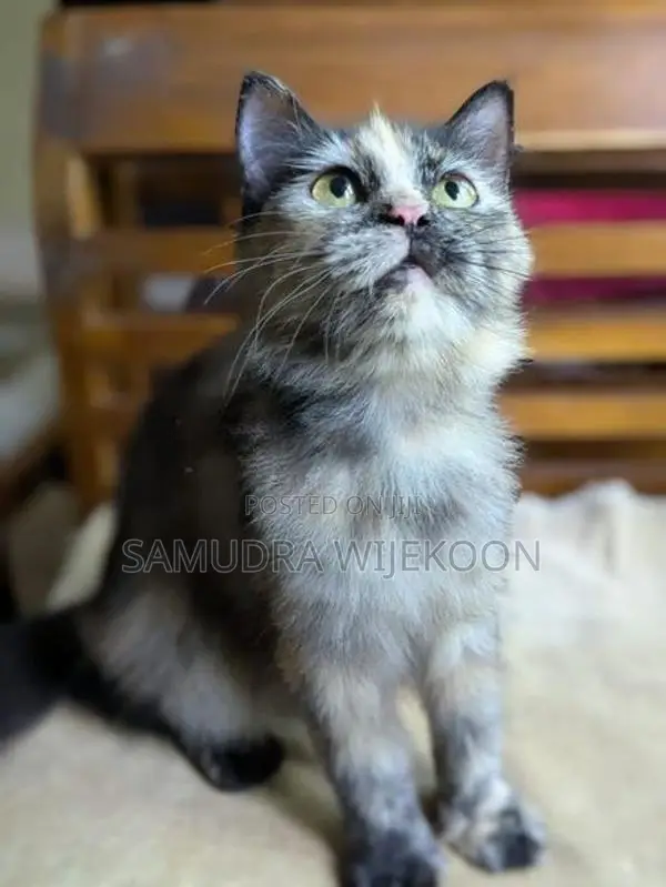 Persian Female Cat