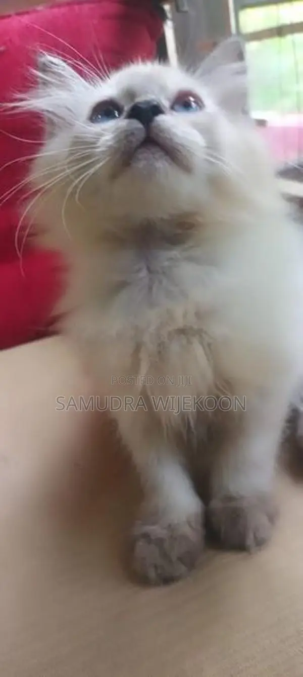 Himalayan Female Kitten