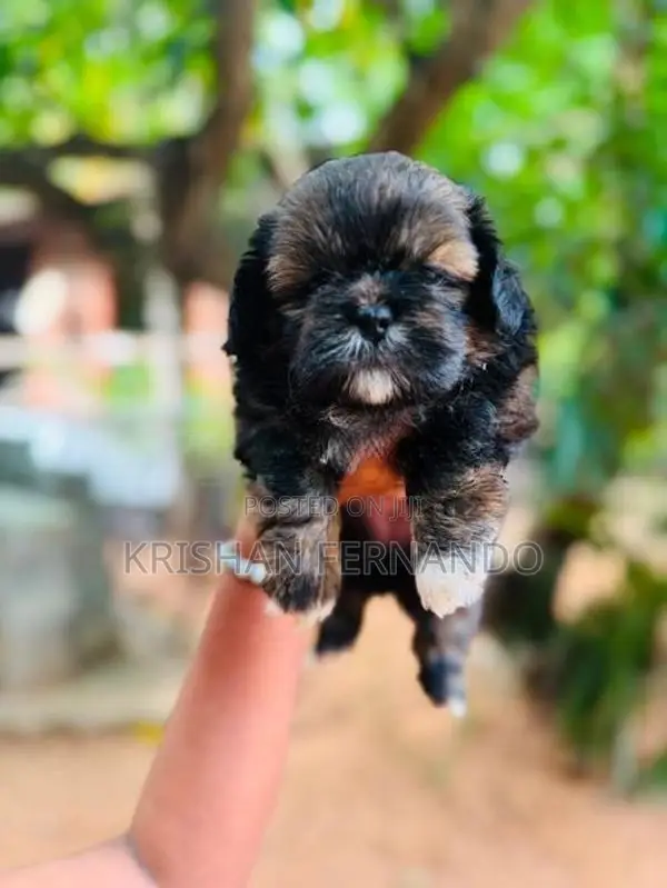 Shitshu Pupies