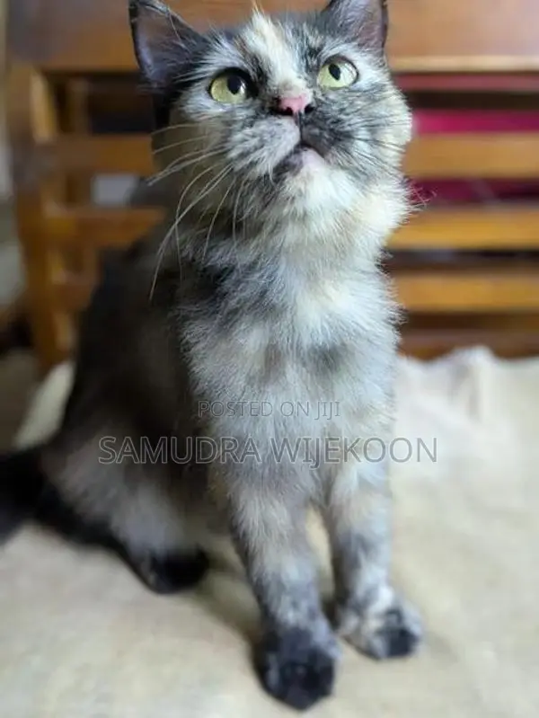 Persian Female Cat