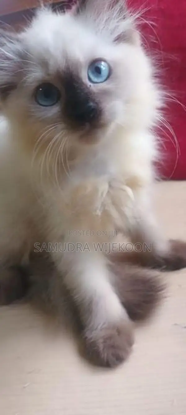 Himalayan Female Kitten