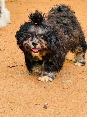 Shitshu Pupies
