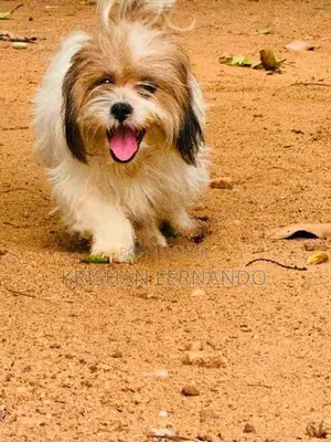 Shitshu Pupies