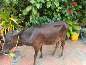Farm Cow