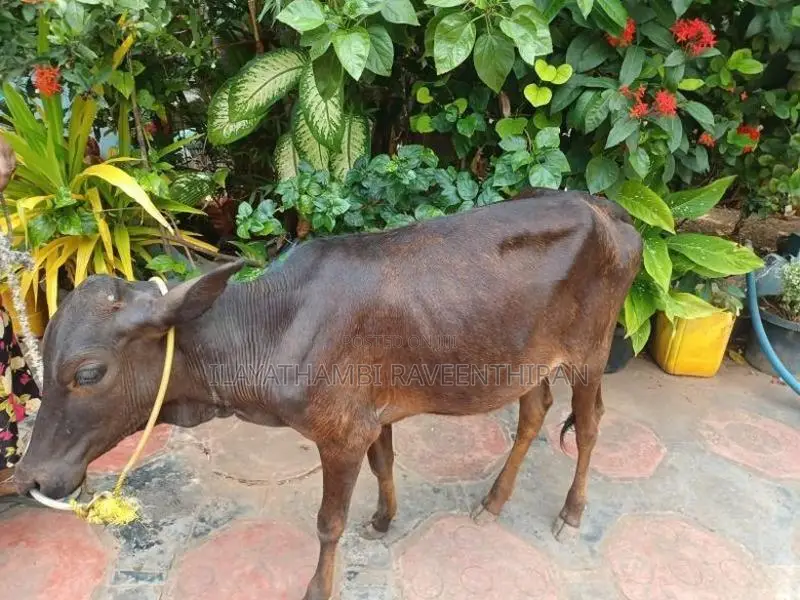 Farm Cow