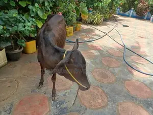 Farm Cow