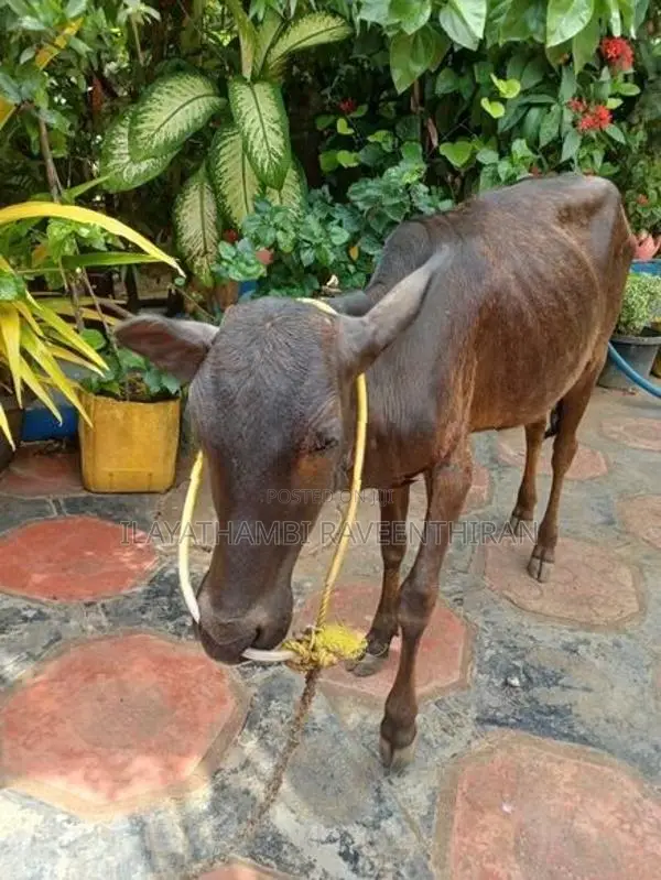 Farm Cow