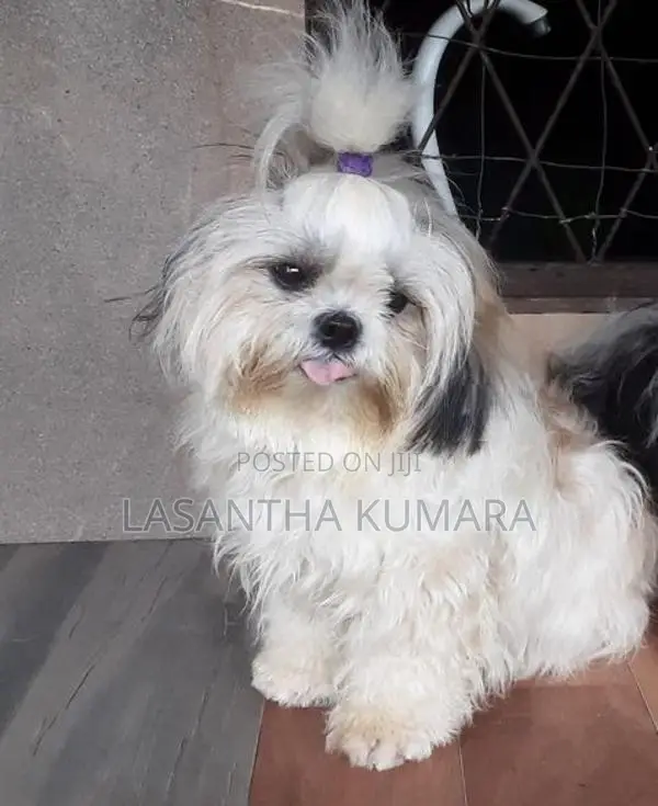 Shitzu Female Dog