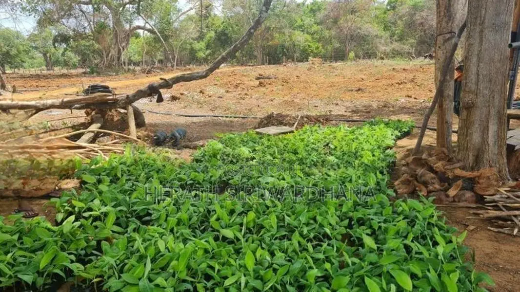 Banana Plants