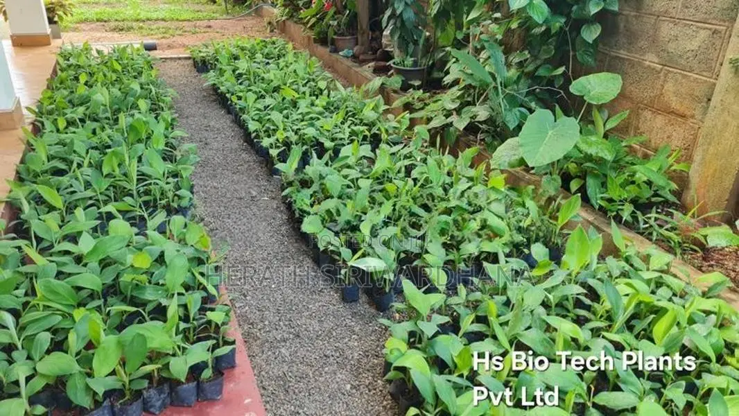 Banana Plants