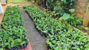 Banana Plants