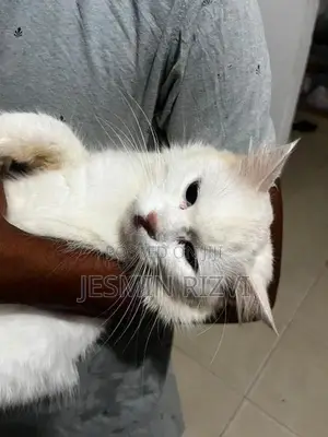 White Persian Cat