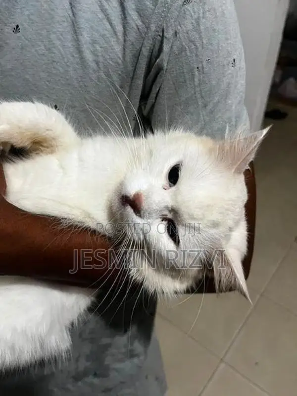 White Persian Cat