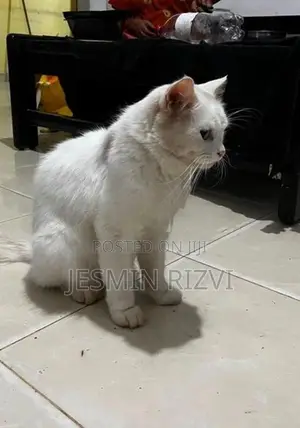 White Persian Cat