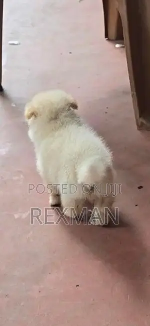 Mini Pomenarian