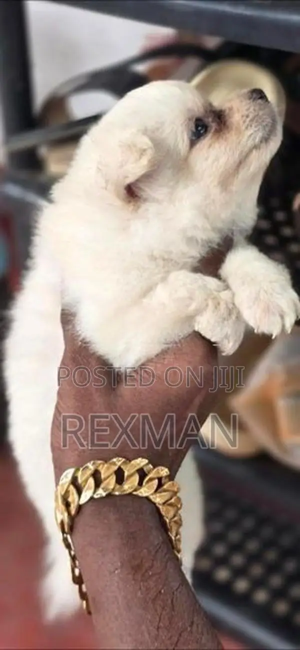 Mini Pomenarian