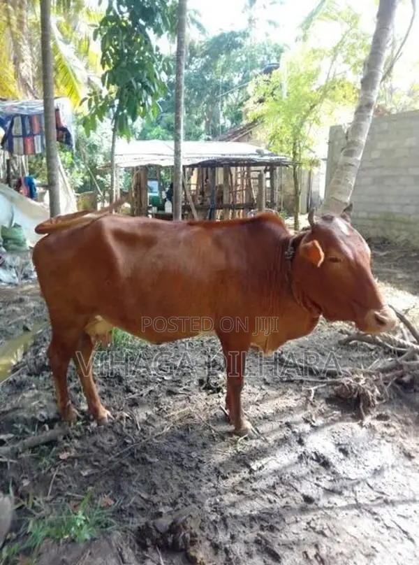 Kiri Harak Cow
