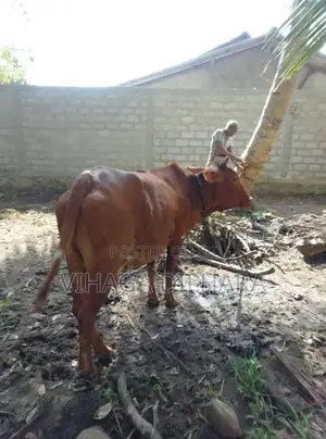 Kiri Harak Cow