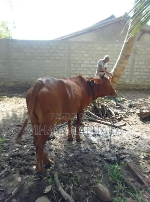 Kiri Harak Cow