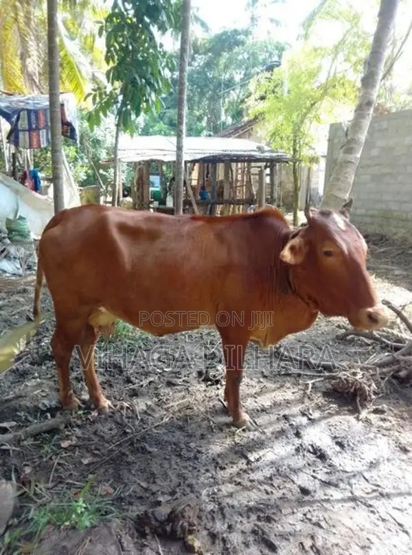 Kiri Harak Cow