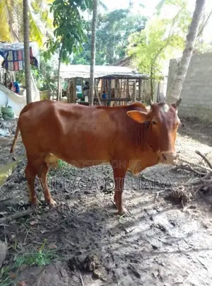 Kiri Harak Cow