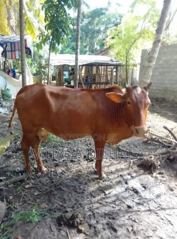 Kiri Harak Cow