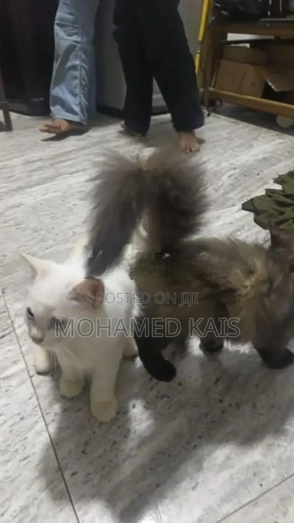 Persian Cat