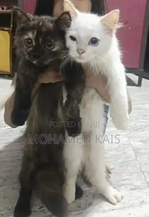 Persian Cat