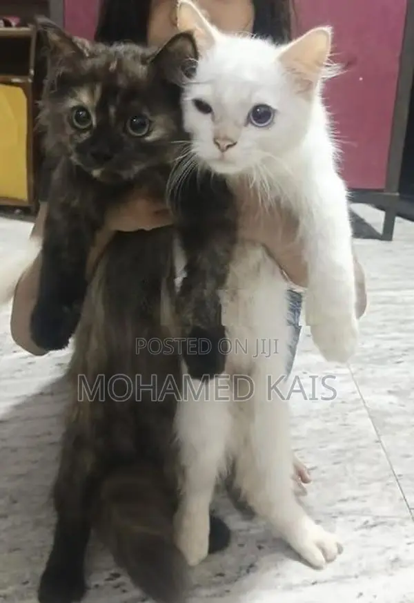 Persian Cat