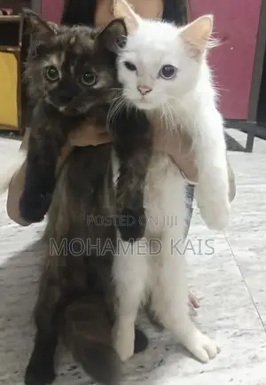 Persian Cat