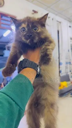 Persian Cat