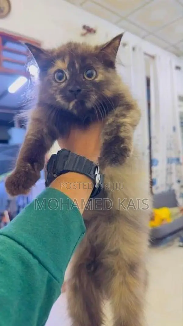 Persian Cat