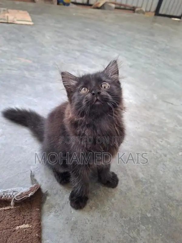 Persian Cat