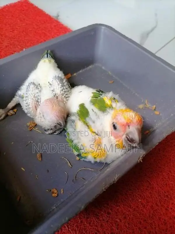 Sun Conure
