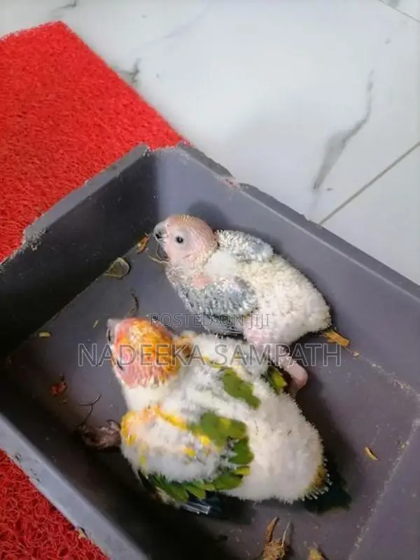 Sun Conure