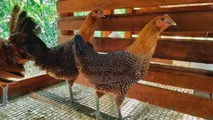 Sonali Chicks