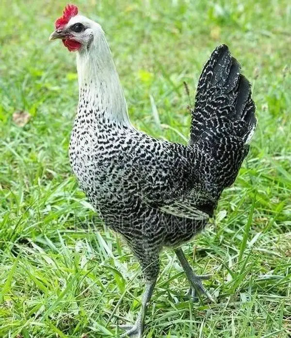 Sonali Chicks