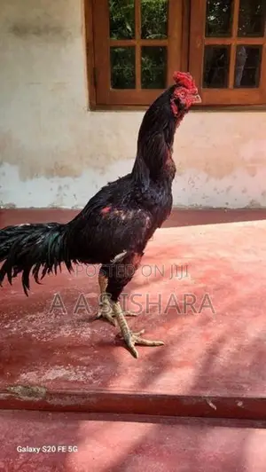 Aseel Rooster