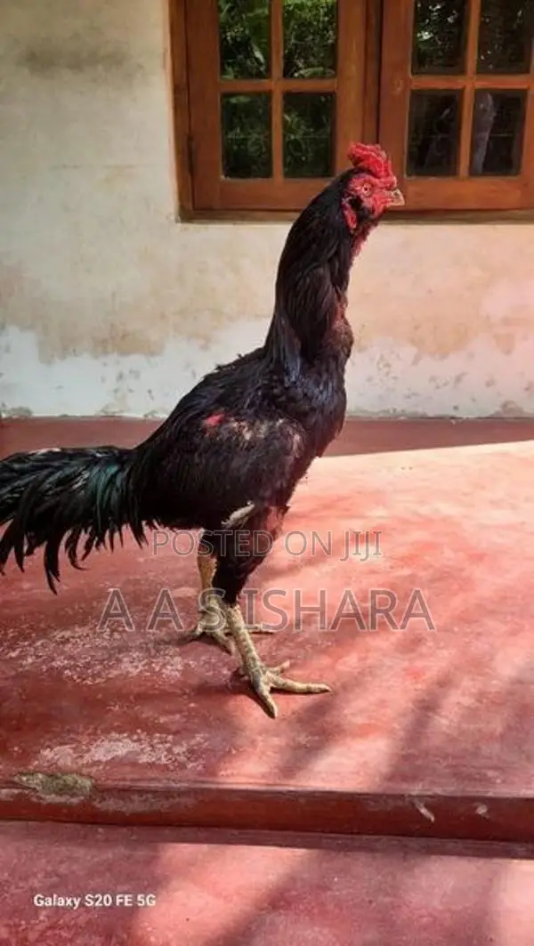 Aseel Rooster