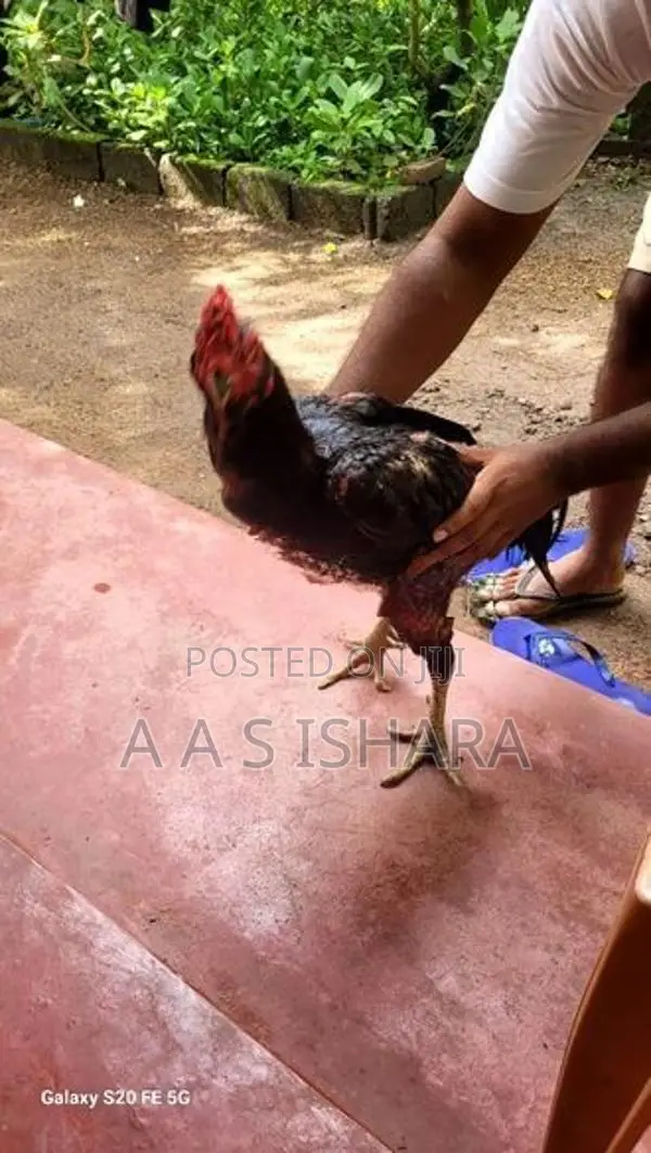 Aseel Rooster