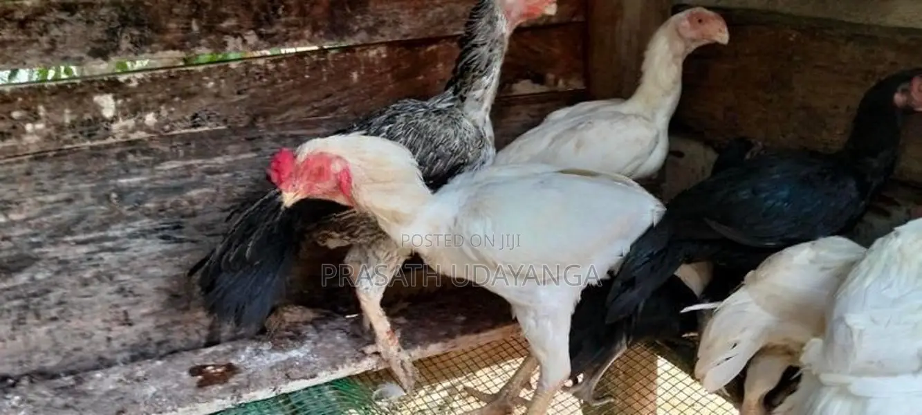 පෙරට් බිඩ් මහ ජොඩුවක්