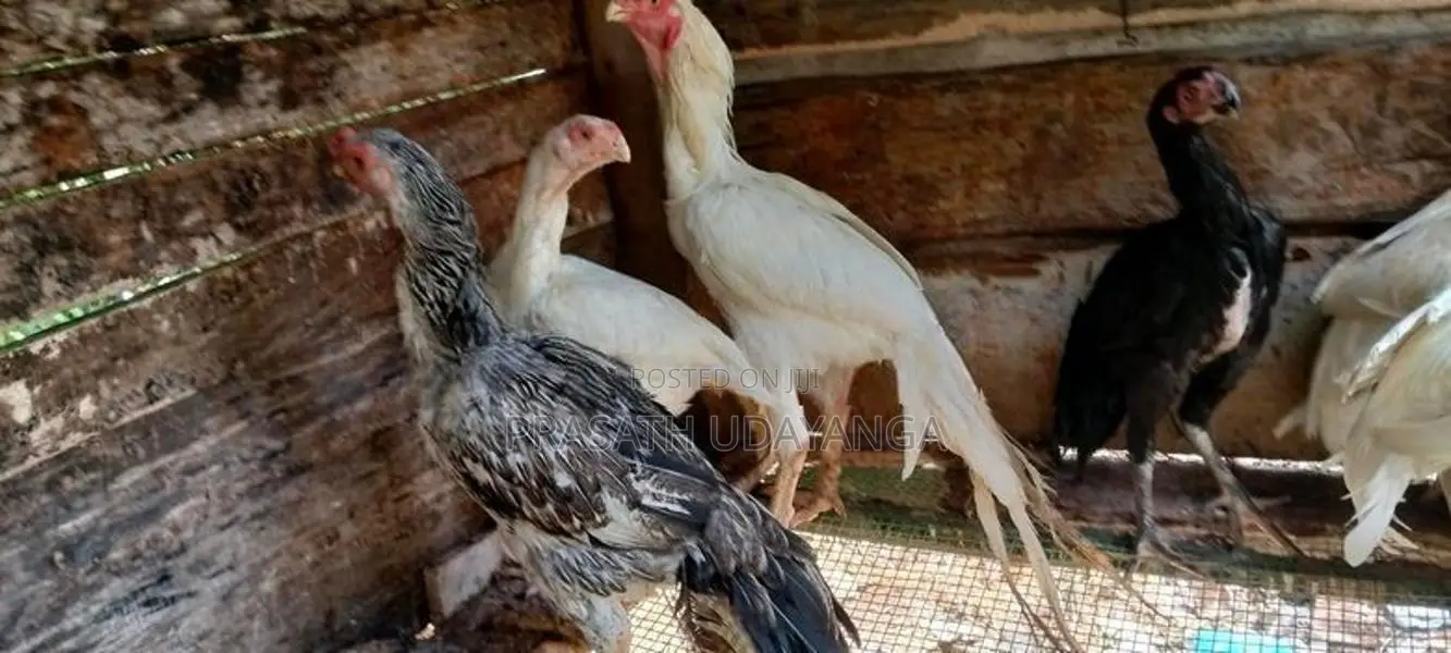 පෙරට් බිඩ් මහ ජොඩුවක්