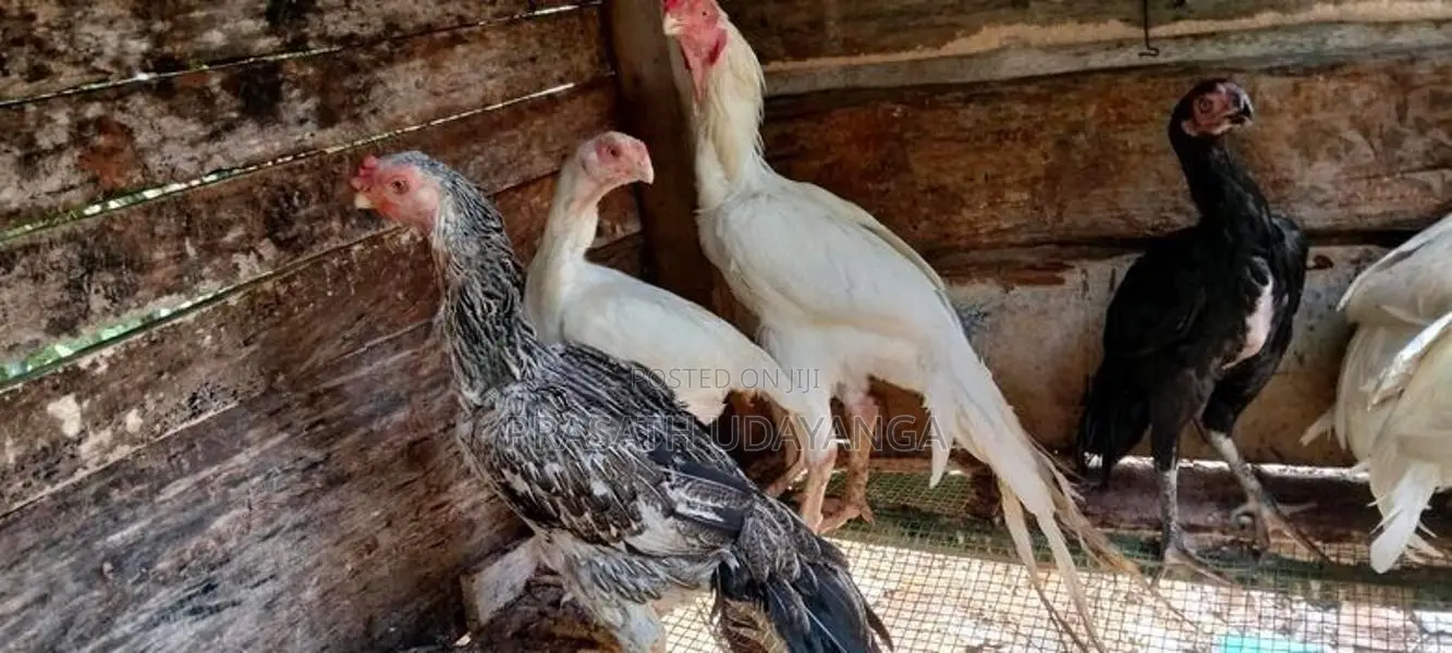 පෙරට් බිඩ් මහ ජොඩුවක්